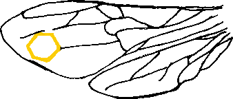 Bio-Imkerei Gritsch