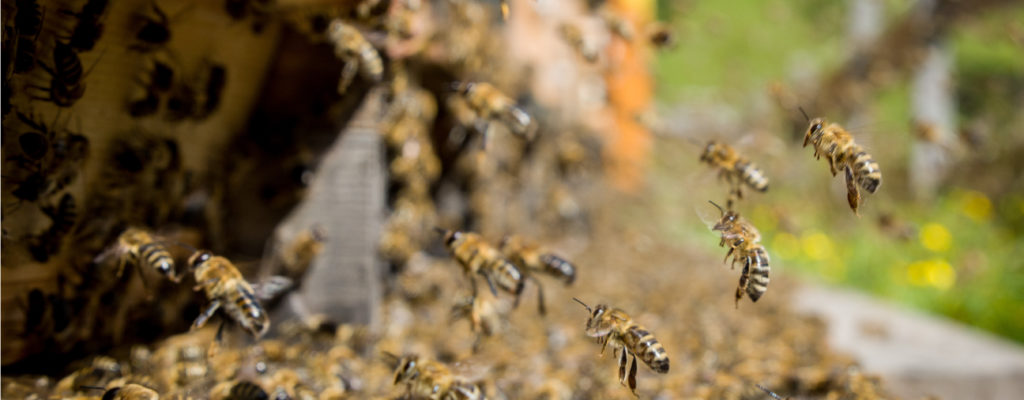 Biene im Anflug auf eine Blüte